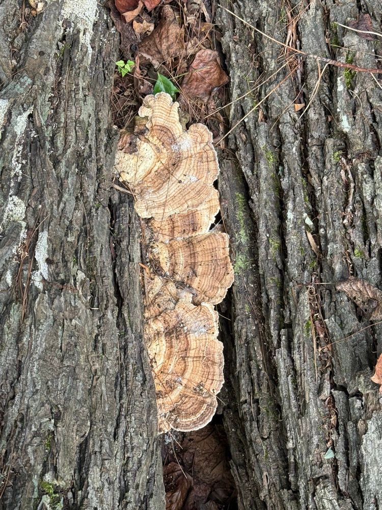 Brown Striped mushrooms on a log. 
