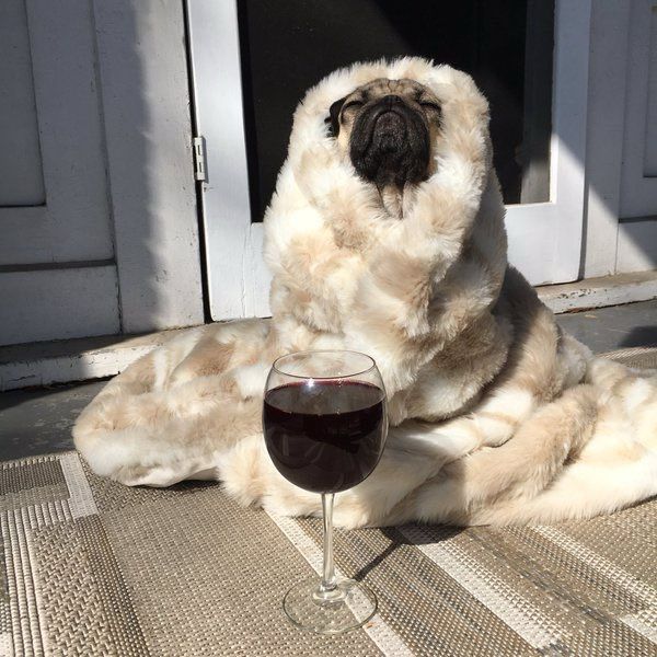 A dog wrapped in a fur blanket staring into the sun with a glass of red wine set in front of it.