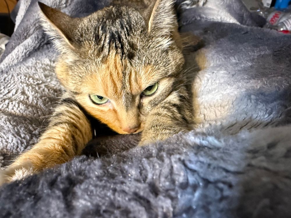 A torbie cat is stretched out on a lap and has her eyes narrowed 