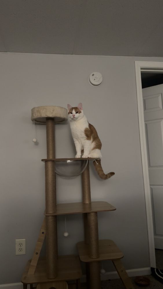 Orange and white cat sitting on cat tree