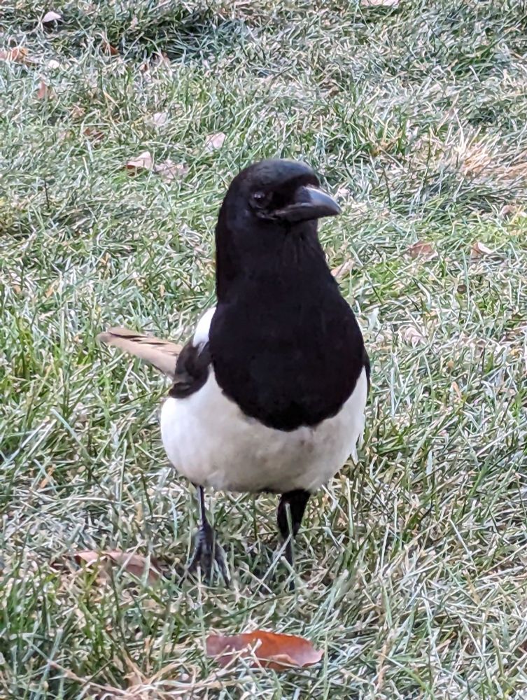 picture of a magpie from the front, they are standing tall and look like they might be taking a step forward.