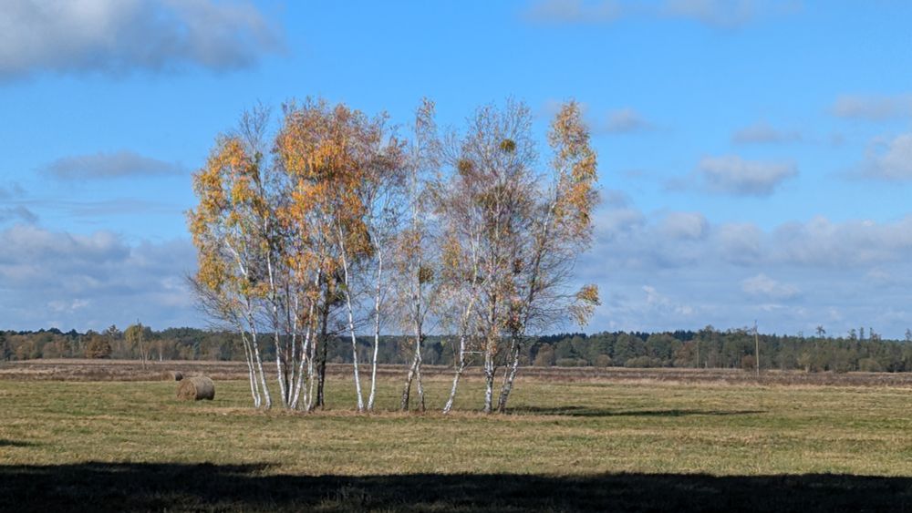 Polish gold autumn - birch trees on a beautiful sunny day, the sky is blue and the leaves are gold