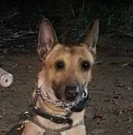 A dog with prominent eyes.