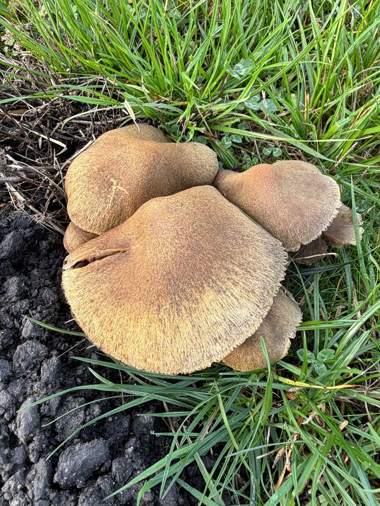 Photo of several floppy brown mushrooms at the edge of the pavement. 