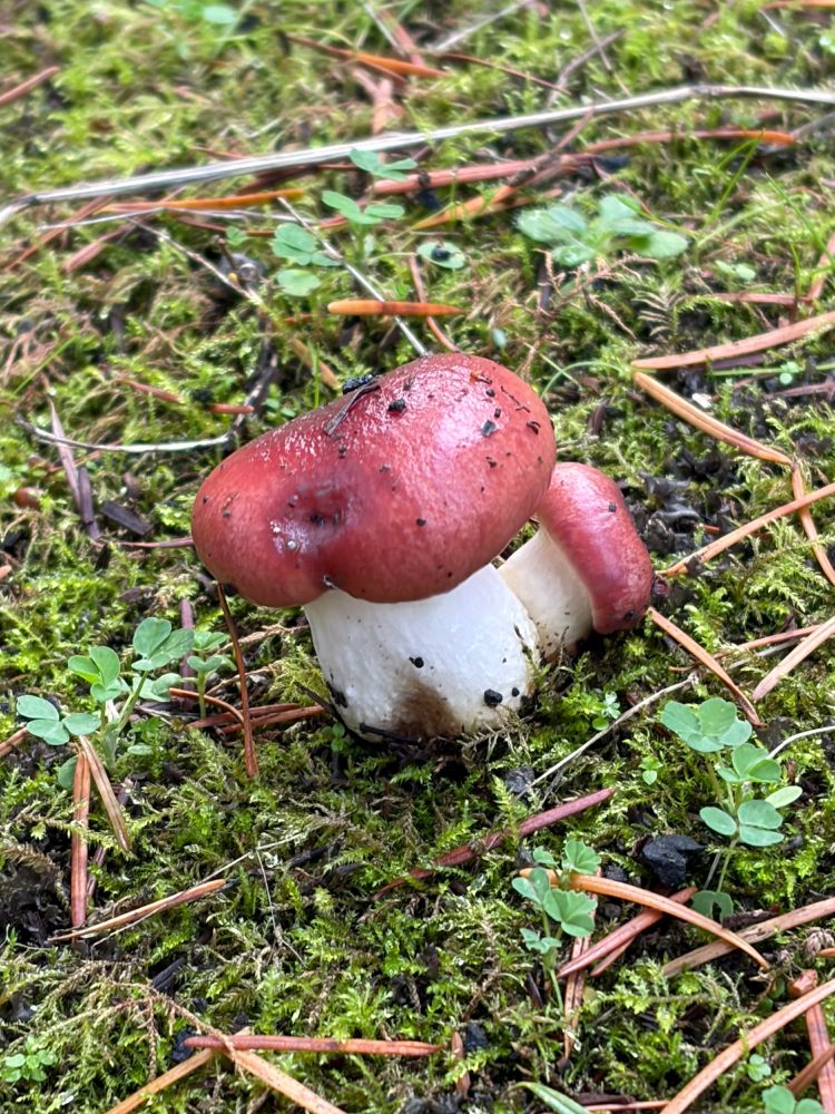Photo of red and white mushrooms in moss