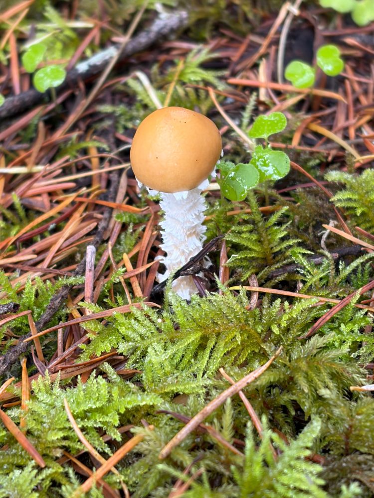 Photo of yellow and white mushroom in moss