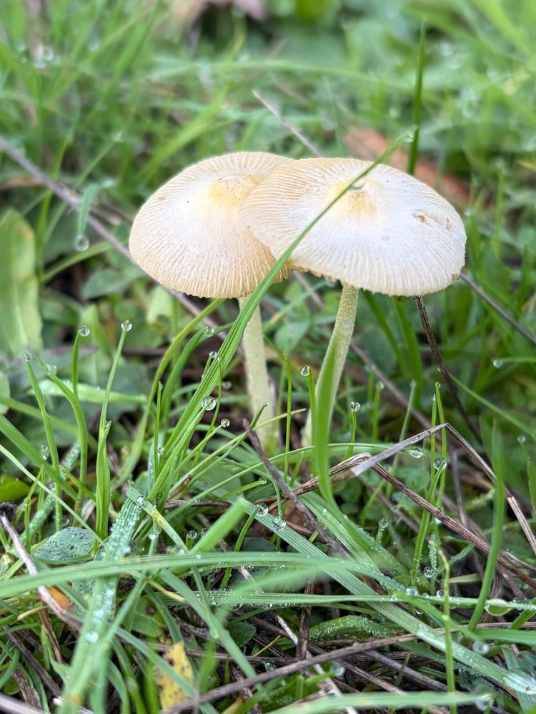 Photo of a pair of striped white mushrooms surrounded by grass 