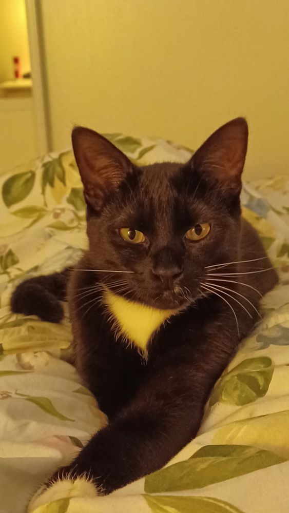 Black cat looping at you (and à small par white)