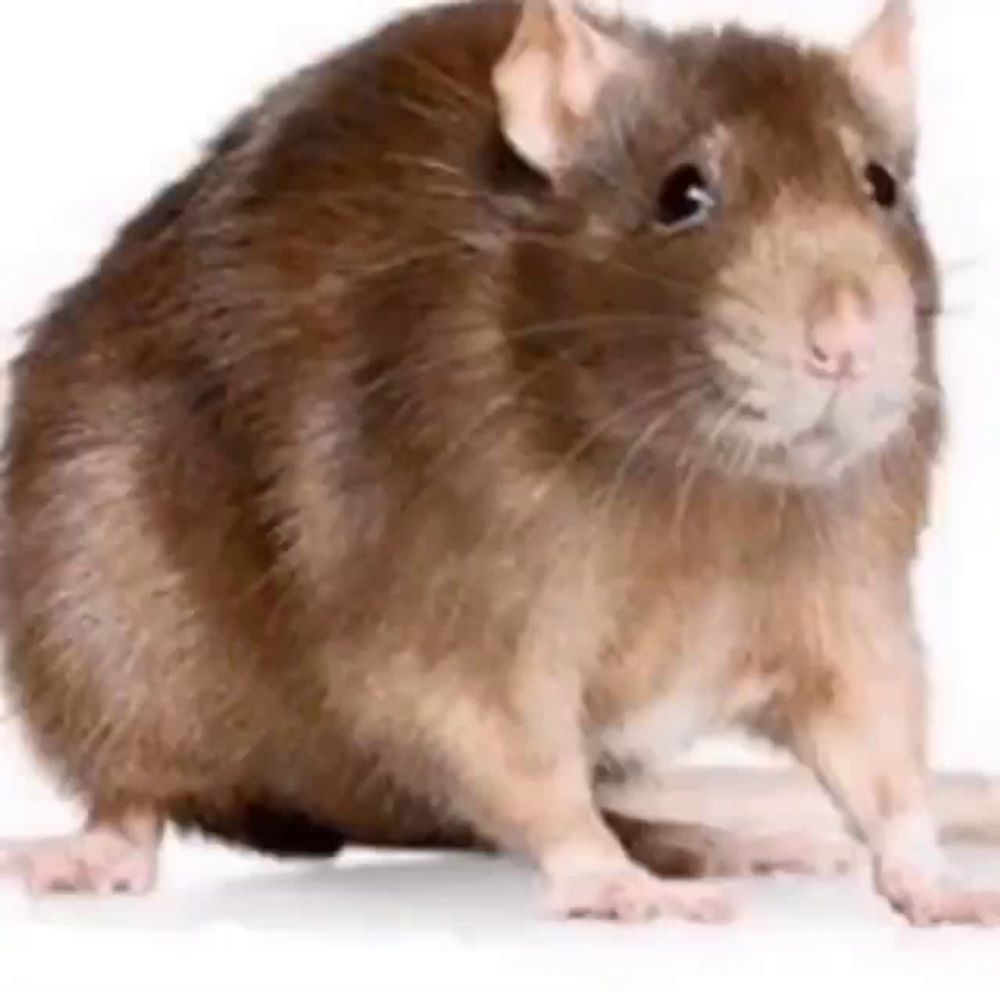 a brown rat is sitting on a white surface .