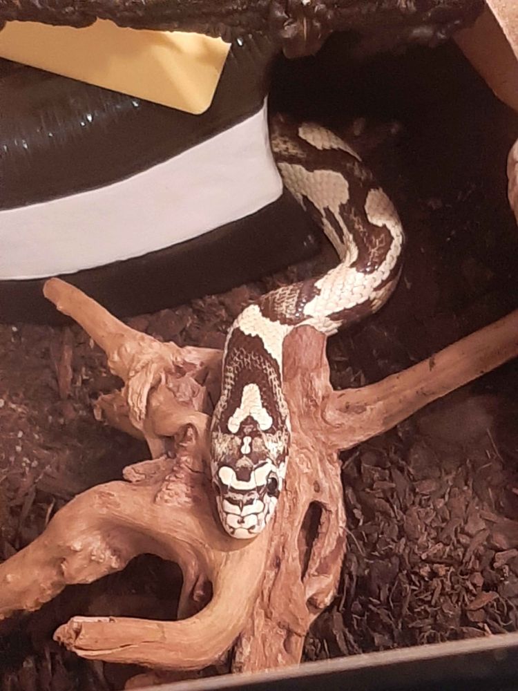 A different perspective of the first image, where it reveals that only one of his pupils is staring straight down. The other one is looking forwards like usual.