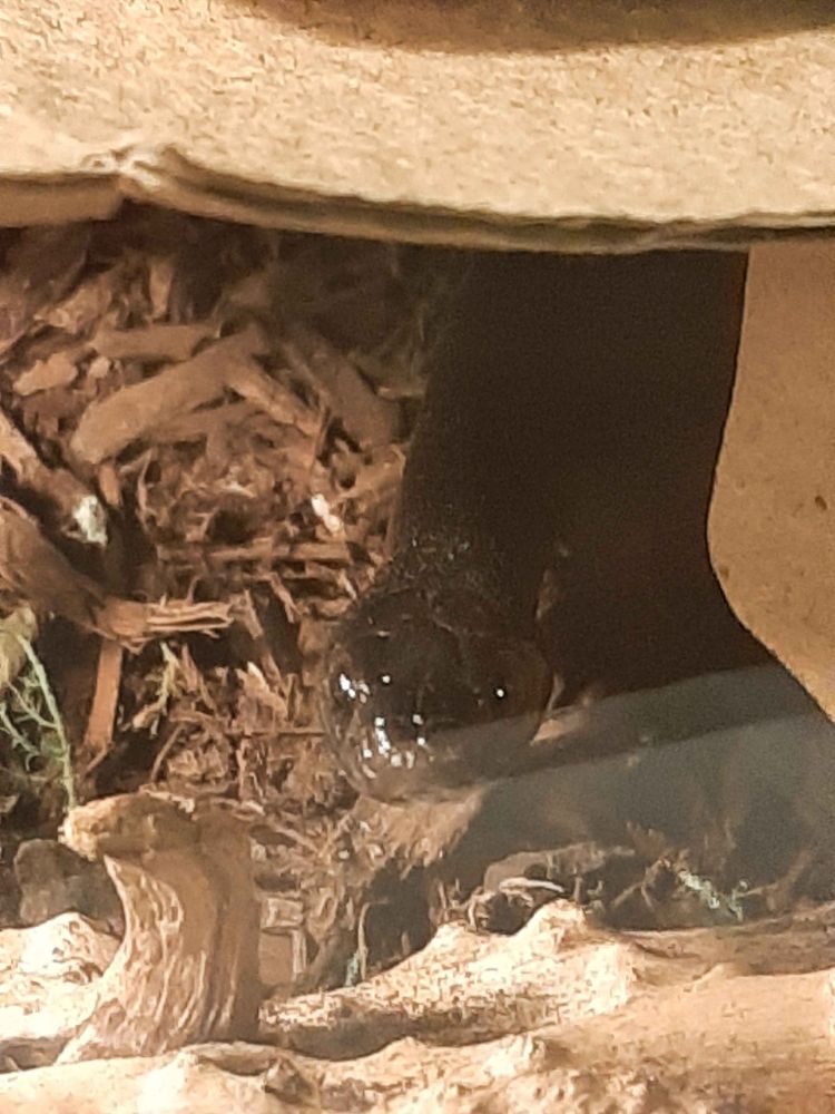 A zoomed in picture of Mirage, a young Mexican black king snake, who's looking at the camera with curiosity. She's poking out of her hide, leaving only her face easily visible.
