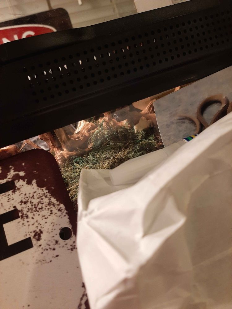 Mirage, a young Mexican black king snake, staring at the camera. The camera's at a distance so she's just a tiny face inside the tank. She's a little above the center of the image.