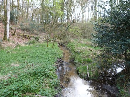 Un ruisseau en forêt