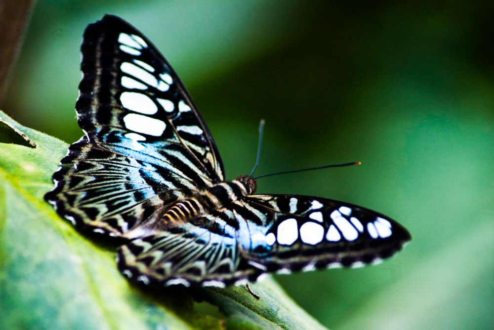 Butterfly sitting on a leaf