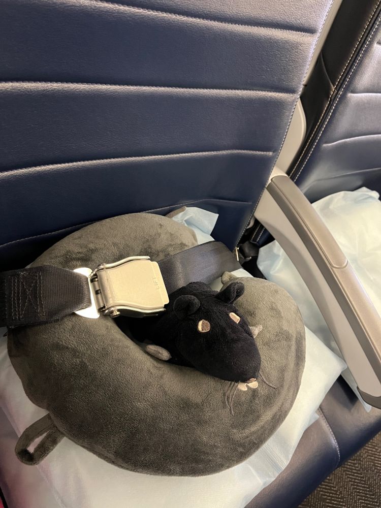 Zeke sits in my neck pillow w the seatbelt across bc he is a safety conscious rat. Good rat Zeke!! All love. 