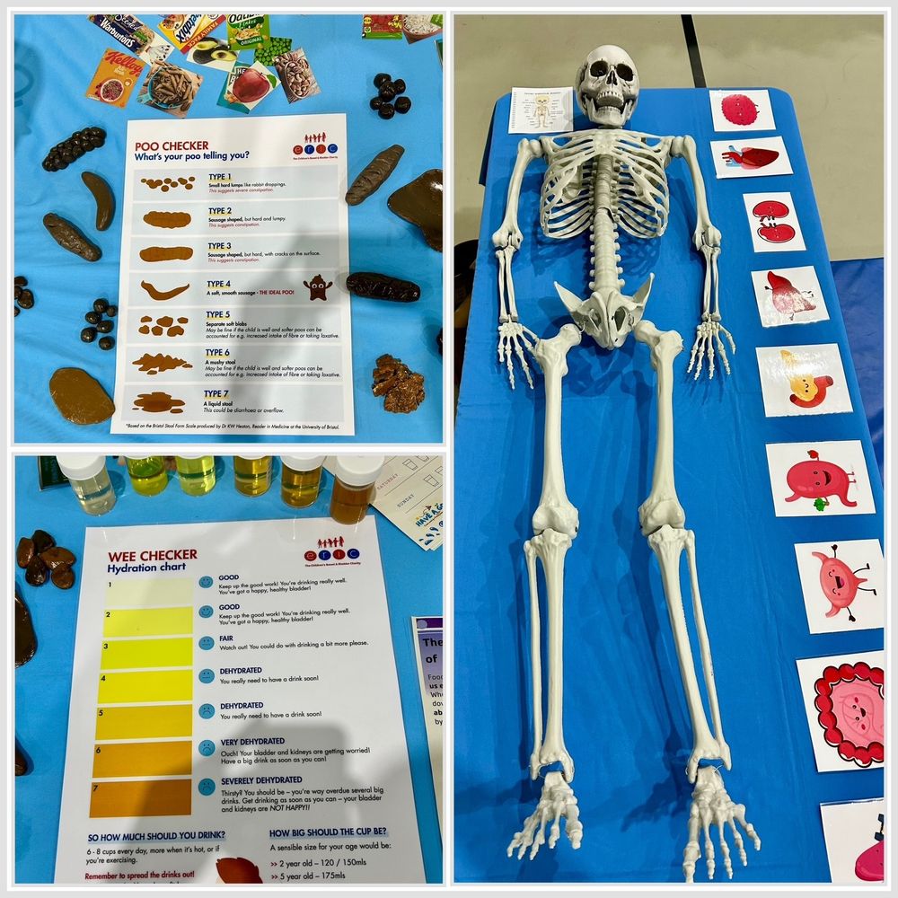 A stool chart, wee checker and a skeleton all ready for activities for school children