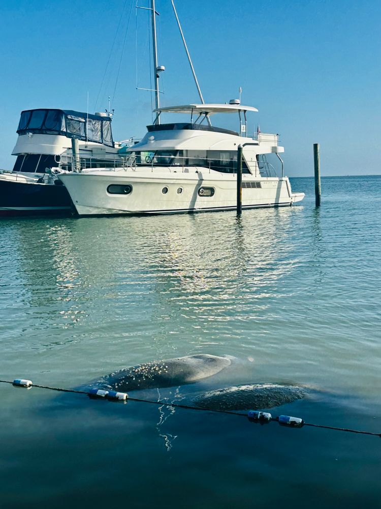 Manatees sunning themselves in Tarpon Bay, Captiva