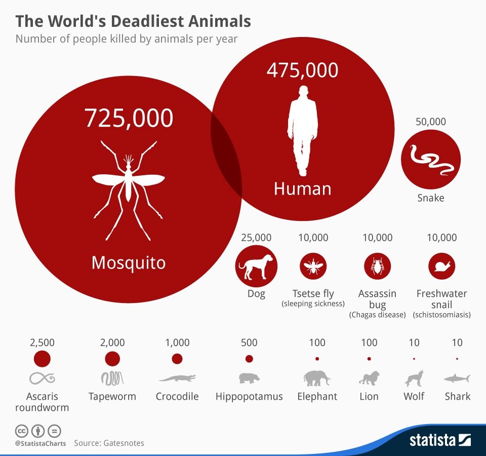 Infographic listing "The World's Deadliest Animals" (by number of people killed per year) showing the top 7 to be:

1. Mosquito (725,000 deaths)
2. Human (475,000)
3. Snake (50,000)
4. Dog (25,000)
5. (3-way tie) Tsetse fly
5. Assassin bug
5. Freshwater snail (10,000)