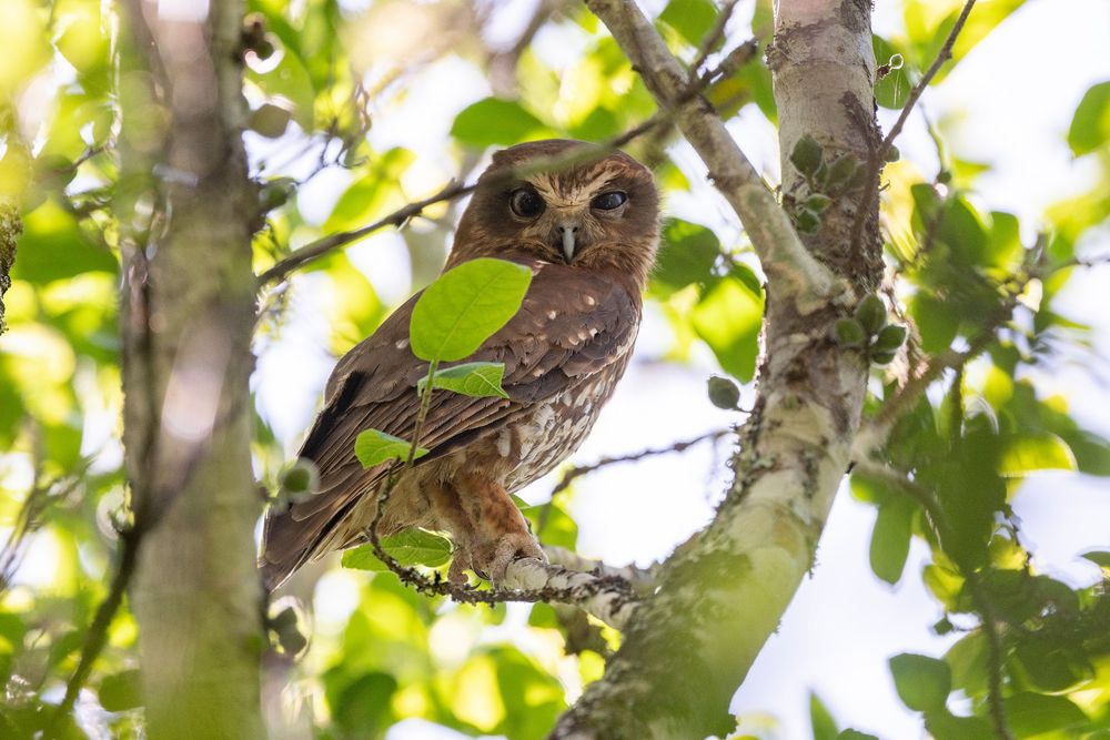 Small brown owl with goggle-shaped markings around the eyes, in daylight, looking through foliage at the camera, with one eye squinting and one eye wide