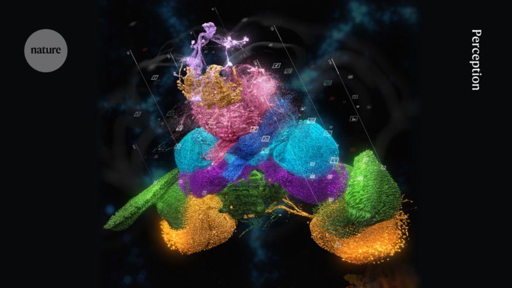 The FlyWire connectome: neuronal wiring diagram of a complete fly brain