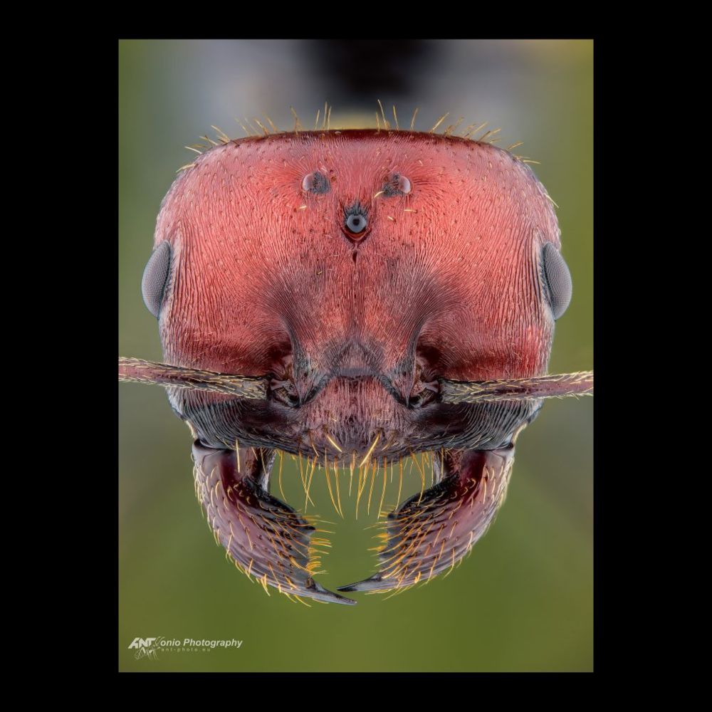 Heads of ants - ANTonio Photography