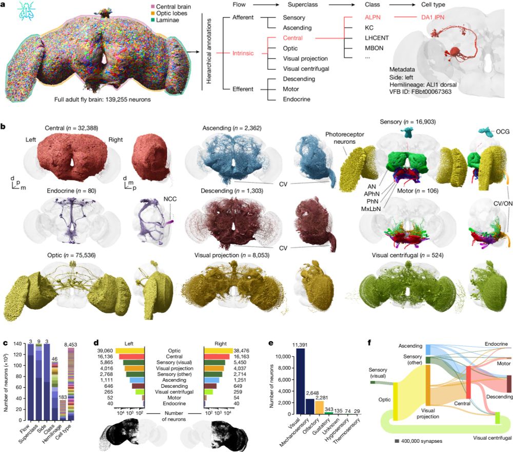 Whole-brain annotation and multi-connectome cell typing of Drosophila