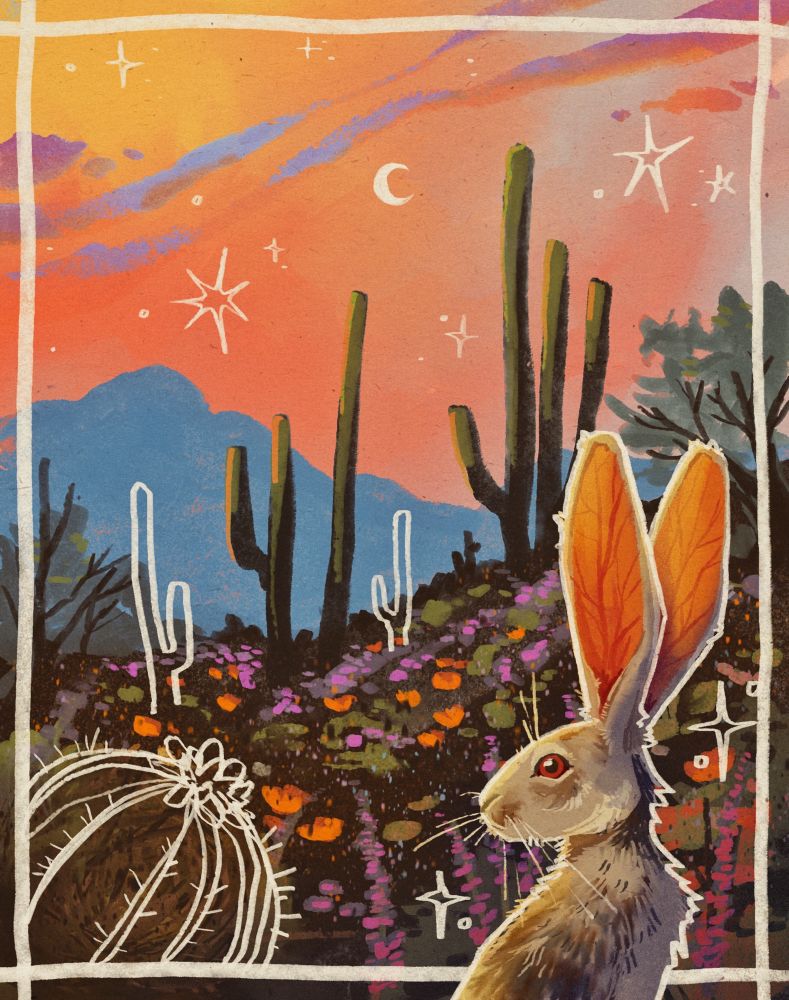 A digital painting of a desert landscape with a Jack rabbit in the foreground and a cactus, mountains and a sunset sky are in the background. There is a white sketch of a barrel cactus in the front as well as some cactuses and stars in the sky. 