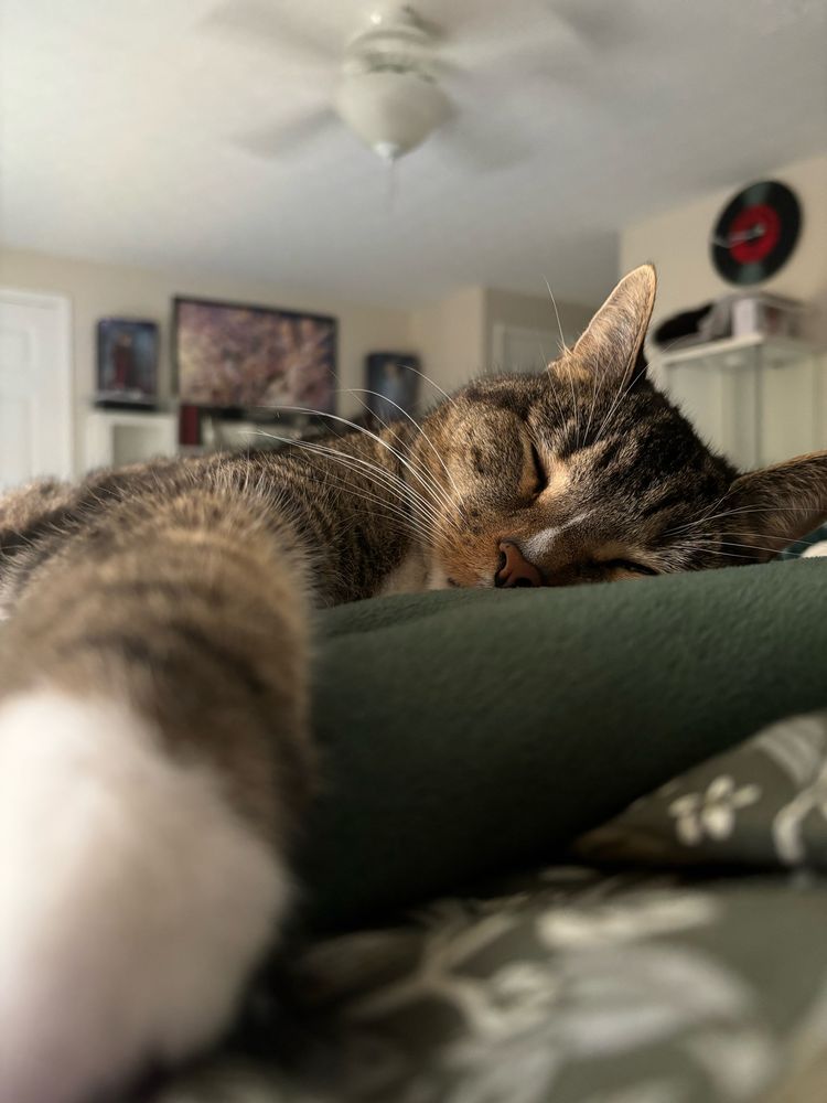 Sleeping tabby cat with one paw stretched all the way toward the camera 