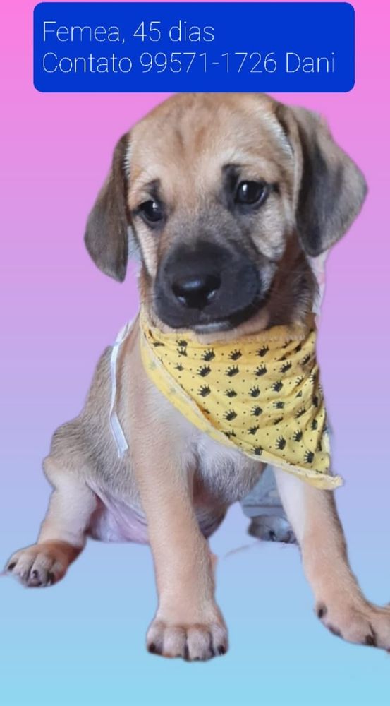 Filhote de cachorro fêmea de 45 dias disponível para adoção. A filhote tem pelagem bege clara com focinho e orelhas mais escuros em tons de marrom. Está usando uma bandana amarela com estampas de patinhas pretas. O cachorrinho está sentado de frente para a câmera sobre fundo gradiente que vai de rosa no topo a azul claro na base. Contato: 11995711726, falar com Dani.