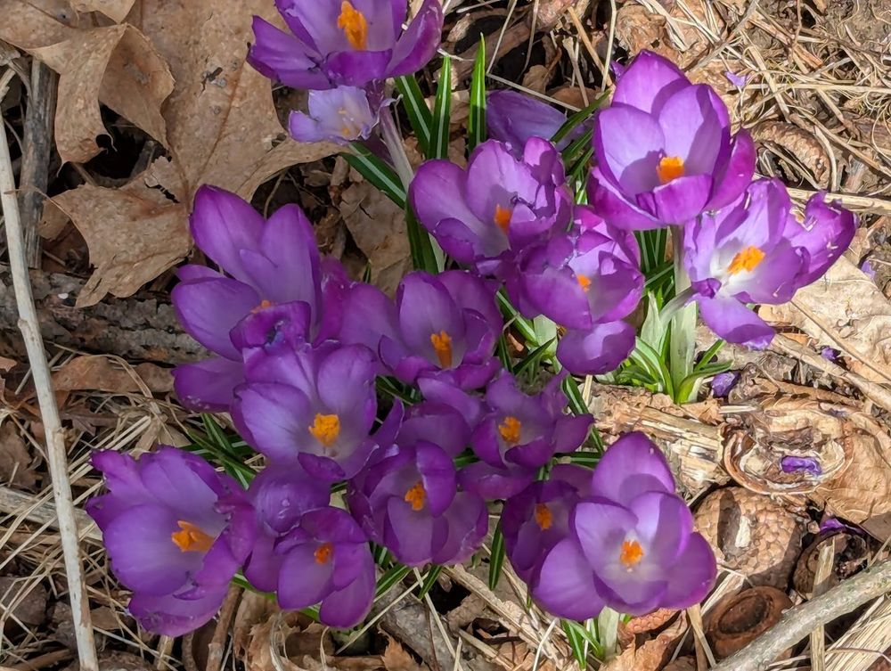 A patch of purple crocuses surrounded by brown grass, brown leaves, and acorns.
