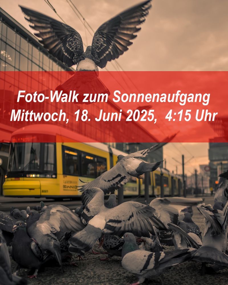 Das Bild zeigt eine Gruppe von Tauben auf einem städtischen Platz. Einige der Vögel sitzen auf dem Boden, während andere im Flug sind. Im Hintergrund fährt eine gelbe Straßenbahn von links nach rechts durchs Bild. Die Szenerie befindet sich in einer modernen Stadtumgebung mit Glasfassaden und Oberleitungen. Die Perspektive ist bodennah und leicht nach oben gerichtet. Der Himmel ist wolkig mit einem warmen, diffusen Licht, das auf einen Sonnenaufgang hindeutet. Im oberen Drittel des Bildes ist eine große rote Textfläche eingeblendet mit weißer Schrift: „Foto-Walk zum Sonnenaufgang – Mittwoch, 18. Juni 2025, 4:15 Uhr“.