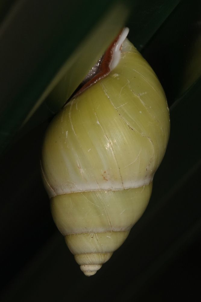 A large snail with a yellowish shell. The shell forms a spiral that gradually moves away from the body along one axis. A thin white line border each spiral. The lip of the shell has a thick white line.