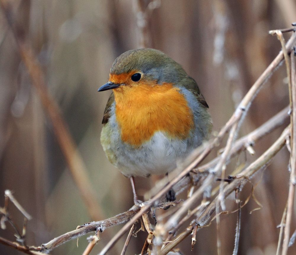 Front view of a European robin redbreast perching among thin twigs and looking to the side.