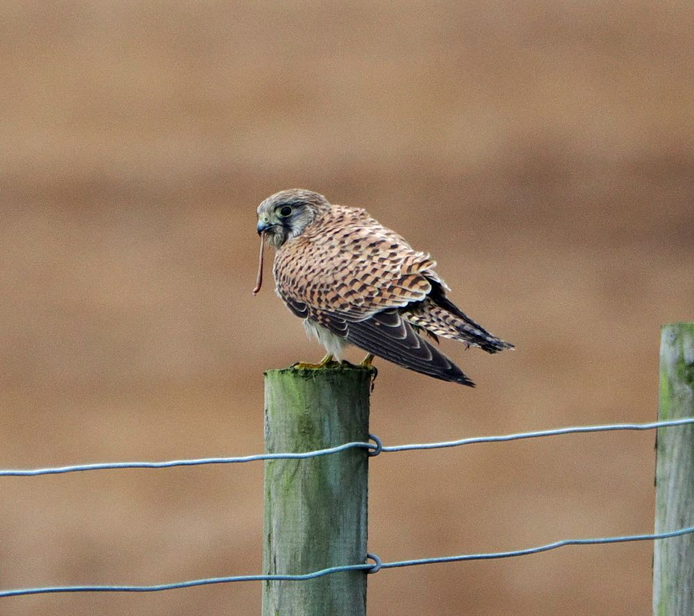 A juvenile kestrel perches on a fence post in front of a brown moorland background. The bird has a worm dangling from its beak.