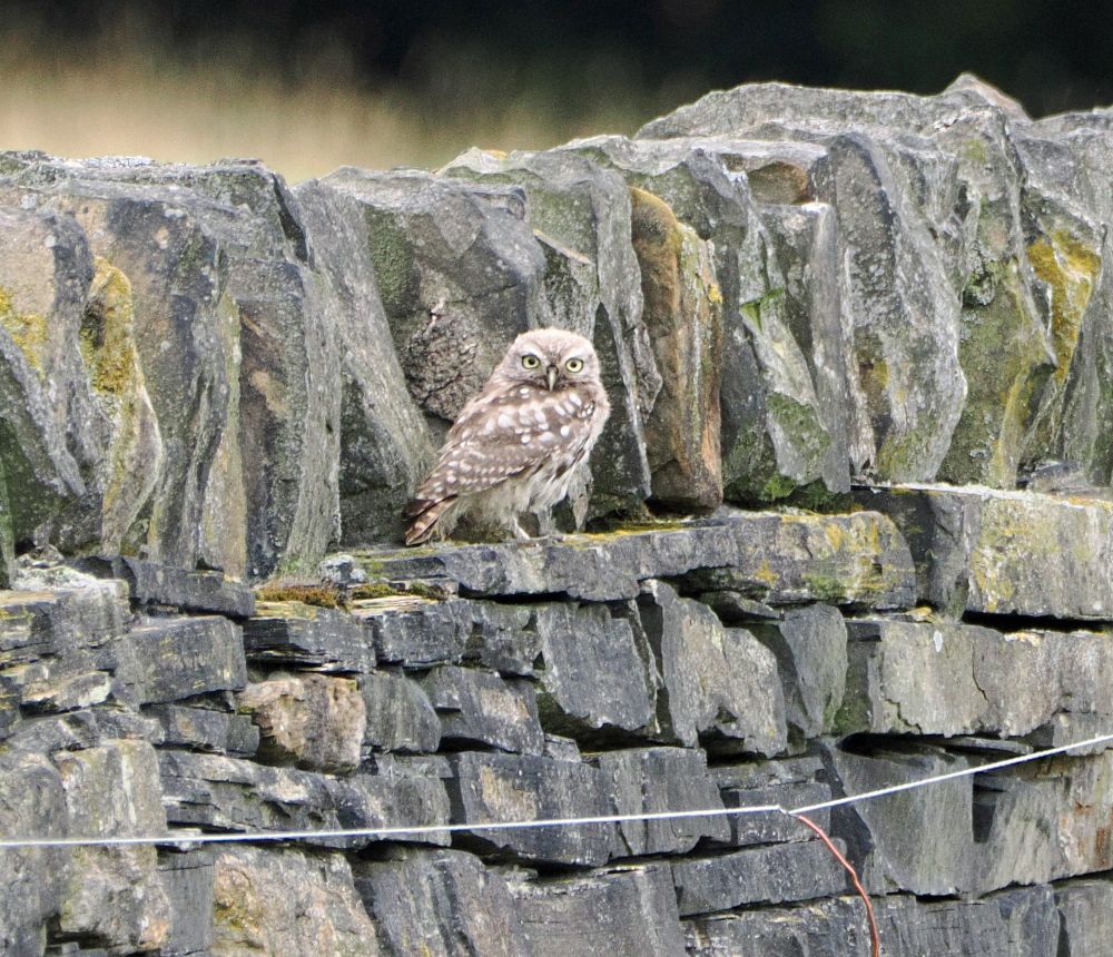 A little owl perches on a slate-grey dry stone wall and looks into the camera lens. It's got brown and white plumage and big, yellow eyes.