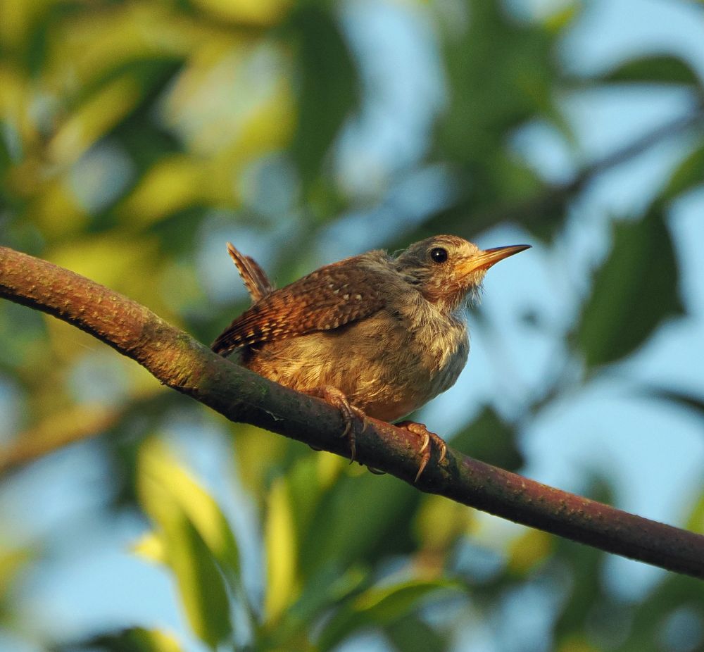 A wren perches on a branch in front of a background of green leaves and blue sky. The bird has speckled brown plumage and an upturned tail. Some of the feathers around its head are missing because it's moulting.