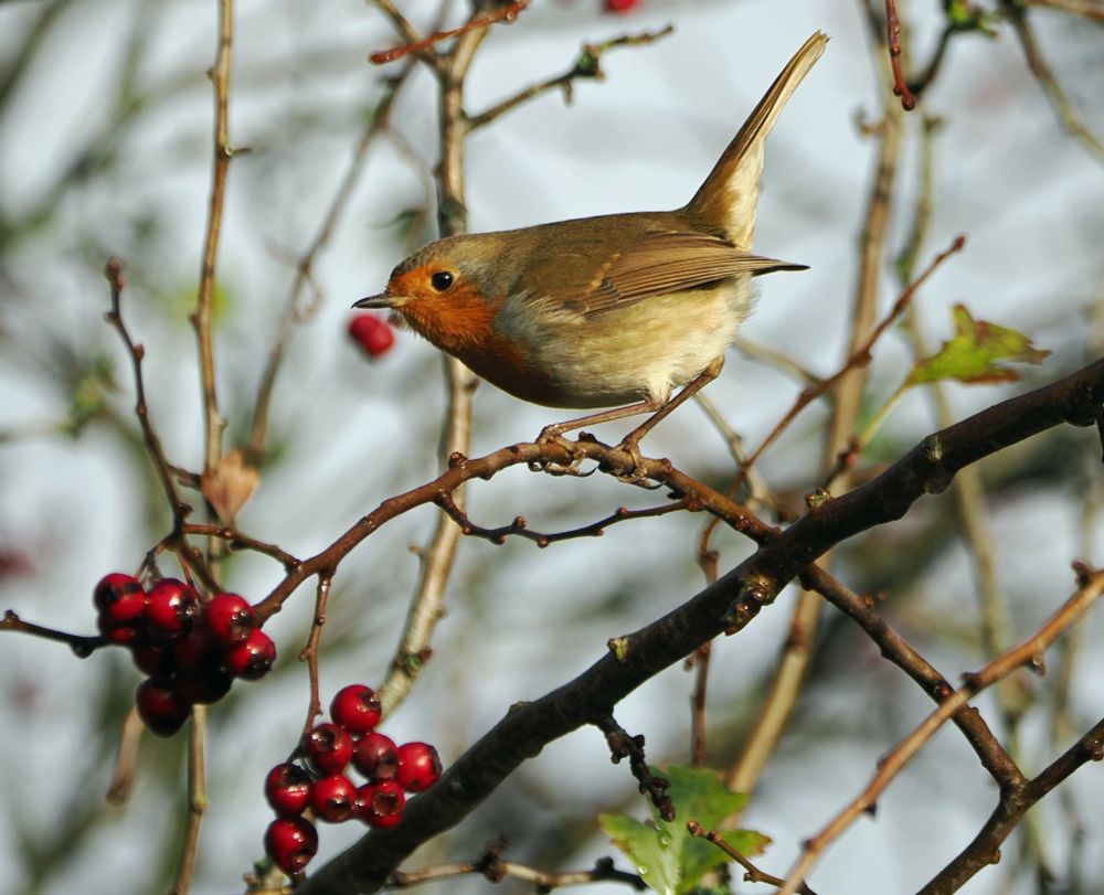 Side view of a robin perching on a branch among hawthorn leaves and berries. The bird is looking into the camera lens and leaning forward with its tail in the air.