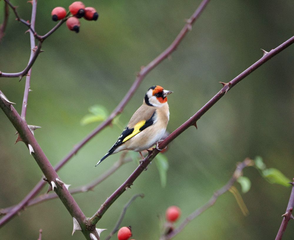 A brightly-coloured goldfinch perches between parallel, thorny branches. Red berries are growing nearby.