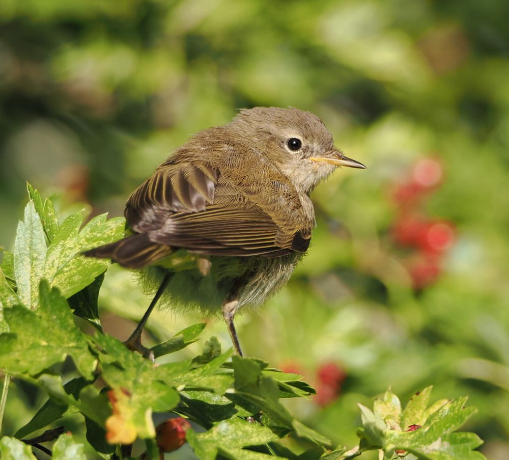 A juvenile chiffchaff looks back over its shoulder into the camera lens. The bird has a bright eye and olive-brown plumage. It's perching in a hawthorn tree among green leaves and red berries. 