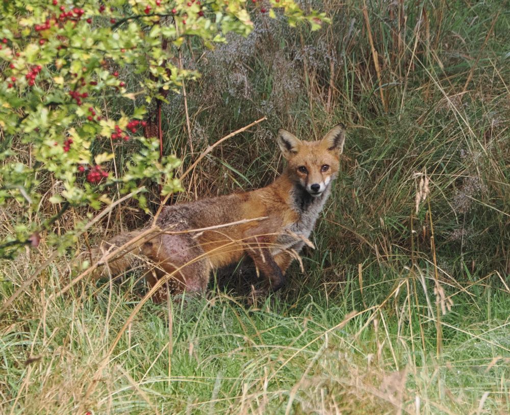 Side view of a fox standing under the red berries and green leaves of a hawthorn tree and looking into the camera lens.