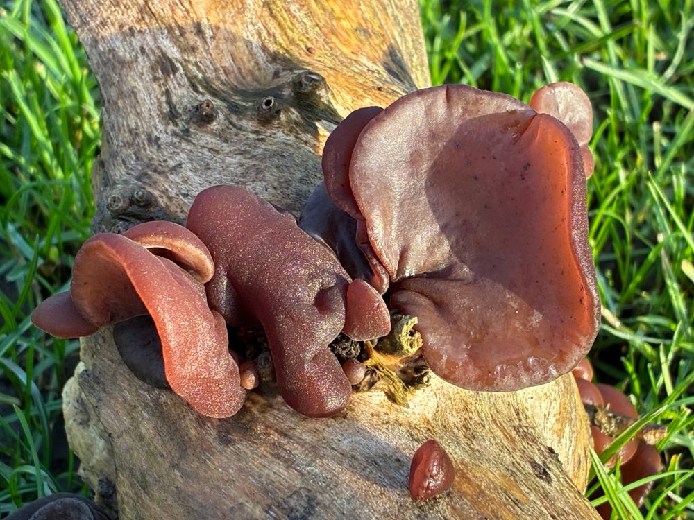 Close-up of jelly ear fungus growing on a dead tree branch on the ground. The fungus resembles a human ear.