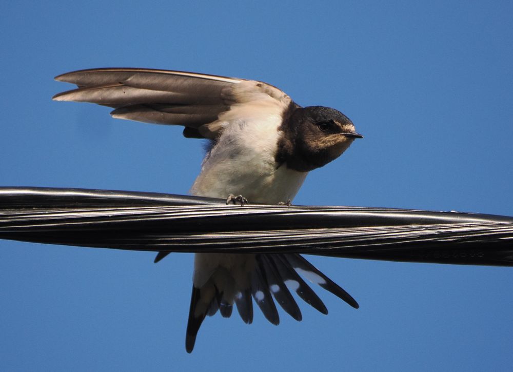 A juvenile swallow perches on a thick wire and stretches its wings behind it while fanning its tail. The bird has a pale pink throat, a dark blue head, and white underparts.