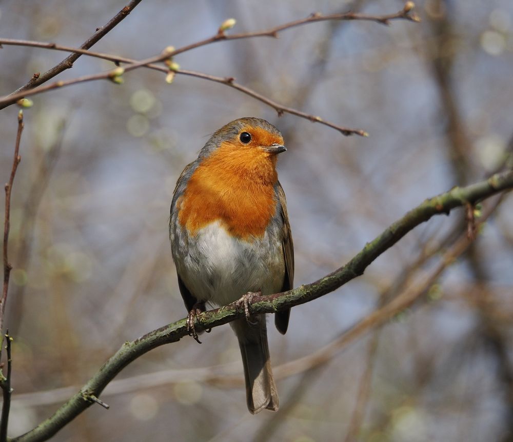 A robin perches on a twisted branch under twigs and green buds. The bird has a bright eye which is looking directly into the camera lens. The robin has a red breast. The rest of its plumage is a mixture of brown, grey and white.