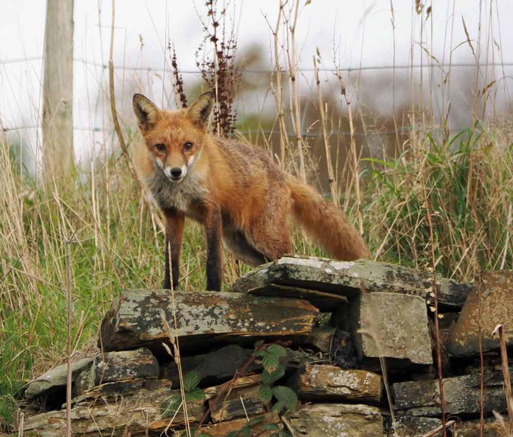 A fox stands on top of a dry stone wall and looks into the camera lens.