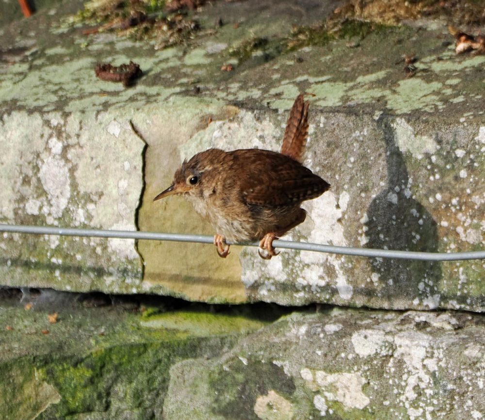 A wren perches on a wire in front of a dry stone wall. The bird has speckled brown plumage. It's gripping the wire with long claws.