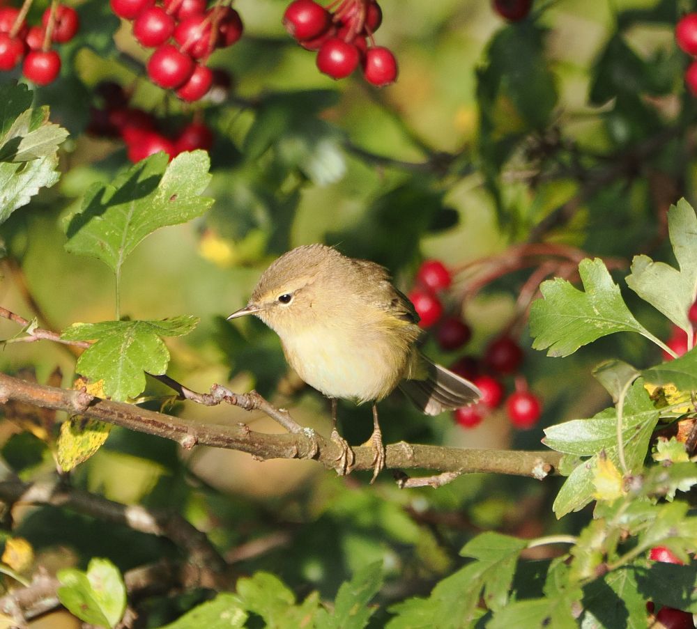 Front view of a chiffchaff - a small, olive-coloured warbler - perching on a branch among green leaves and red berries.