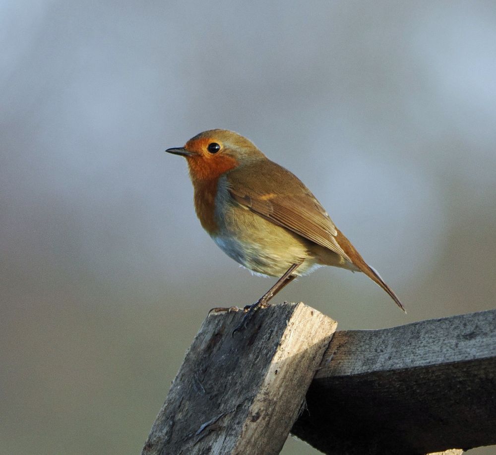 Side view of a European robin redbreast perching on a wooden pallet with a grey sky background.