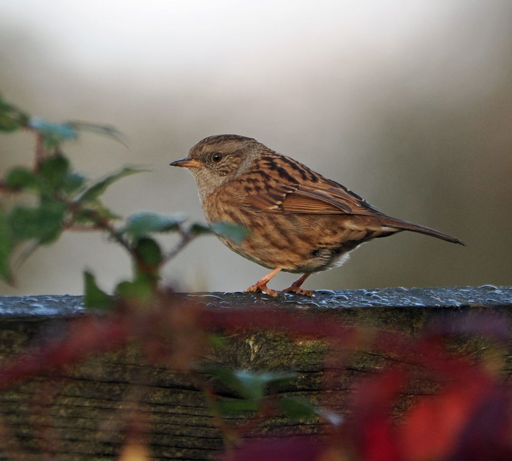 Side view of a dunnock, with streaky brown plumage, perching on a fence that's covered in glistening raindrops.
