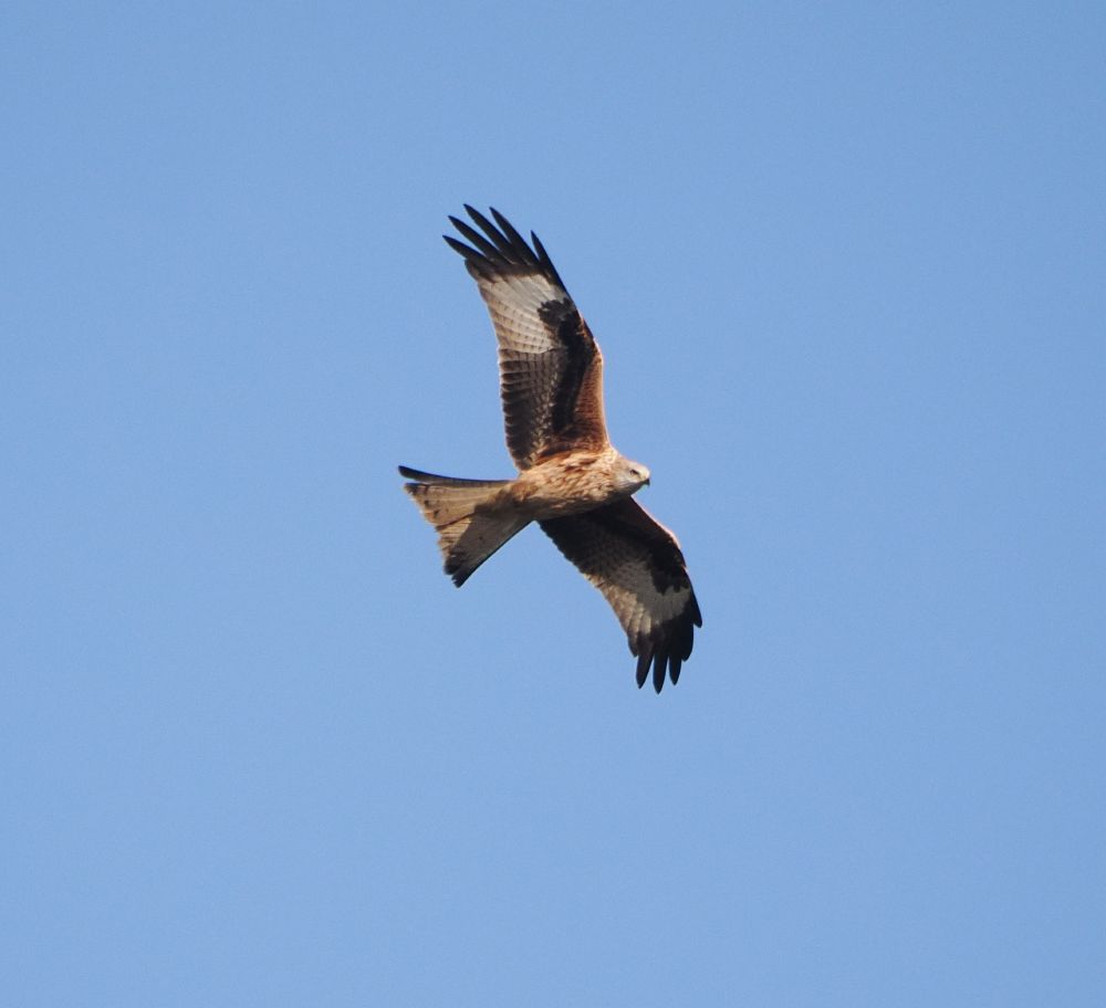 Image - taken from below - of a red kite flying with outstretched wings against a blue sky.