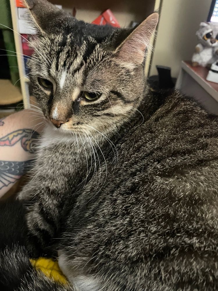 koga the cat, a loving lil tabby cat